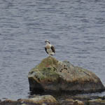 Osprey, Outer Hebrides