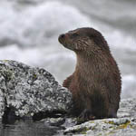 Otter, South Uist