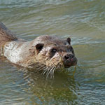 Otter - mammals of the Outer Hebrides