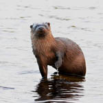 Otter - North Uist
