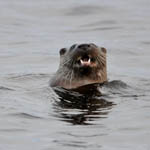 Otter - North Uist