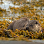 Otter, Oute Hebrides