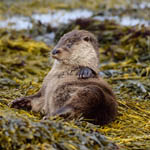 Otter, North Uist