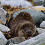 Otter, Outer Hebrides