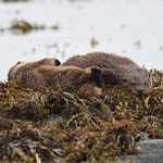 Otters Uist