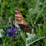 Painted Lady butterfly Outer Hebrides