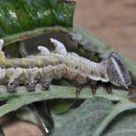Pebble Prominent caterpillar