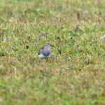 Pectoral Sandpiper