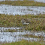 Pectoral Sandpiper