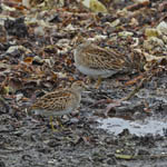 2 Pectoral Sandpipers, South Uist