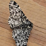 Peppered Moth, Outer Hebrides moths