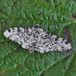 Peppered Moth, Outer Hebrides moths