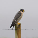 Peregrine Falcon - Outer Hebrides Birds