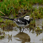 Pied Wagtail, Benbecula
