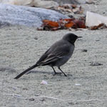 melanistic Pied Wagtail