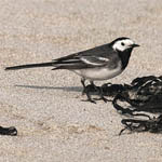 Pied Wagtail, Lewis