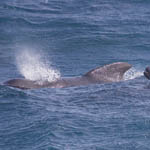 Pilot Whale and calf