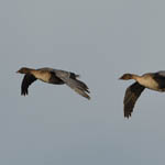 Pink-footed Geese, North Uist
