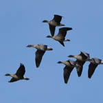 Pink-footed Geese, Uist