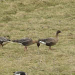 Pink-footed Geese, Scolpaig