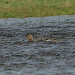 Pintail