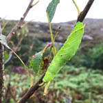 Poplar Hawkmoth caterpillar