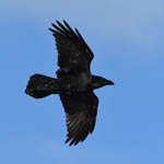 Raven, North Uist