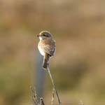 Red-backed Shrike, Barra