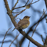 Red-breasted Flycatcher, Barra