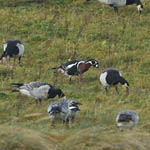 Red-breasted Goose, North Uist