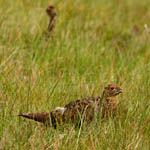 Red Grouse, North Uist