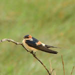 Red-rumped Swallow, South Uist