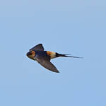 Red-rumped Swallow, Outer Hebrides