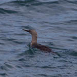 Red-throated Diver, Lewis