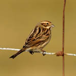 female Reed Bunting