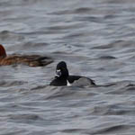 Ring-necked Duck, Outer Hebrides