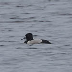 Ring-necked Duck, Lewis