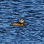 female Ring-necked Duck, Grimsay