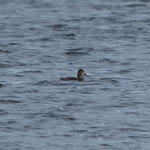 female Ring-necked Duck, Loch Bee