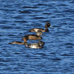Ring-necked Duck with Tufted Ducks, Outer Hebrides