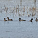 2 Ring-necked Ducks, Grimsay