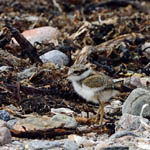 Ringed Plover chick