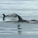 Risso's Dolphins - Outer Hebrides Mammals
