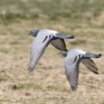 Rock Doves - Outer Hebrides Birds