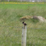 Rose-coloured Starling,North Uist