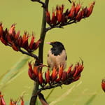 Rose-coloured Starling, Outer Hebrides  birds