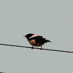 Rose-coloured Starling, Clachan Sands