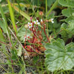 Rue Leaved Saxifrage