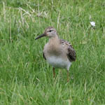 Ruff, Outer Hebrides