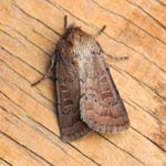 Rustic, Outer Hebrides moths